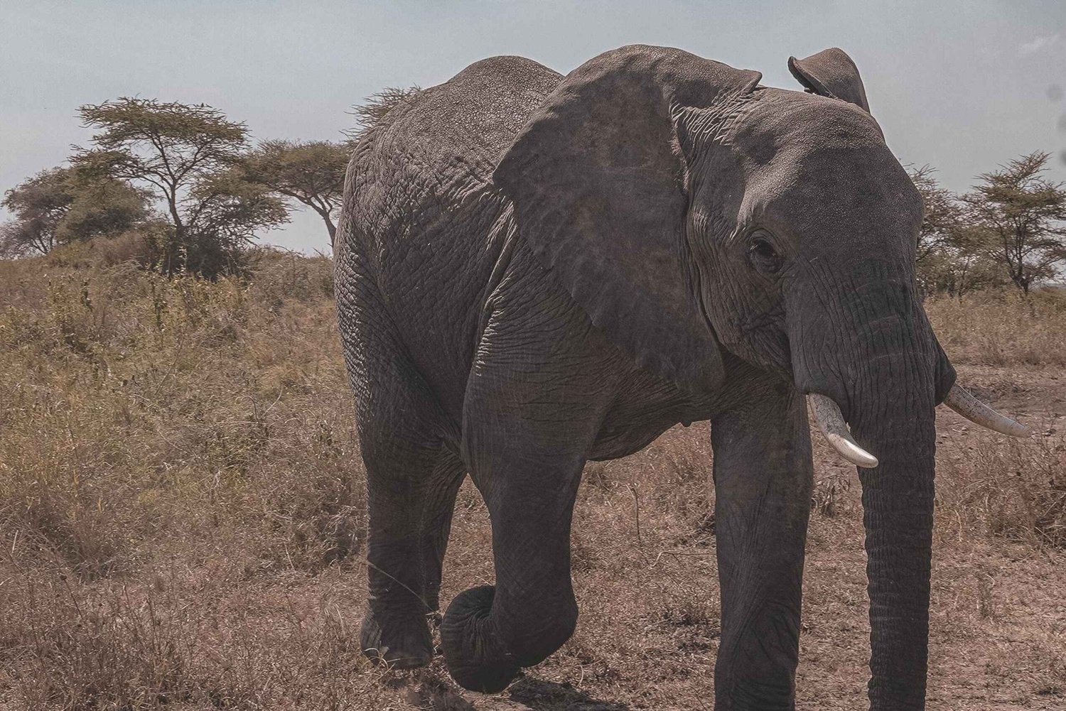 4-dagers safari i Tanzania for seniorreisende