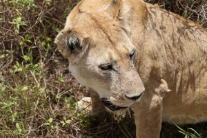 4-dagers safari i Tanzania for seniorreisende