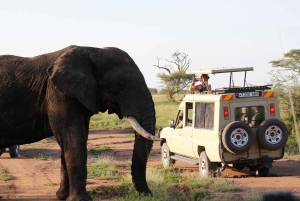 4-dagers safari i Tanzania for seniorreisende