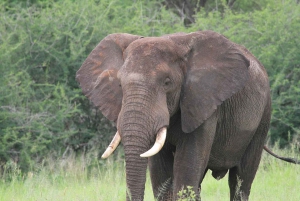 4-dagers safari i Tanzania for seniorreisende