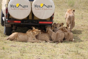 4-dagers safari i Tanzania for seniorreisende