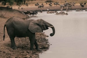 4-Day Tanzania Safari: Tarangire, Ngorongoro With Pickup