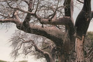 4-Day Tanzania Safari: Tarangire, Ngorongoro With Pickup