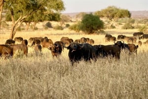 4-Day Tanzania Safari: Tarangire, Ngorongoro With Pickup