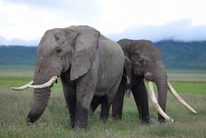 4-Day Tanzania Safari: Tarangire, Ngorongoro With Pickup