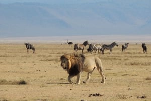 4-Day Tanzania Safari: Tarangire, Ngorongoro With Pickup