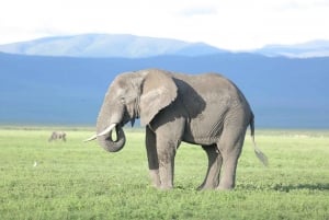 4-Day Tanzania Safari: Tarangire, Ngorongoro With Pickup