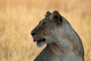 4-dagers safari i Tarangire, Manyara, Ngorongoro og Materuni