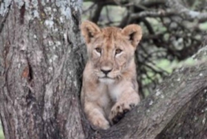 4-dagers safari i Tarangire, Manyara, Ngorongoro og Materuni