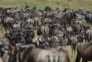 4-dagers safari i Tarangire, Manyara, Ngorongoro og Materuni