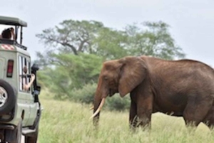 4-dagers safari i Tarangire, Manyara, Ngorongoro og Materuni