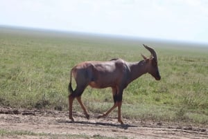 4日間 タランギレ、セレンゲティ、ンゴロンゴロ サファリ