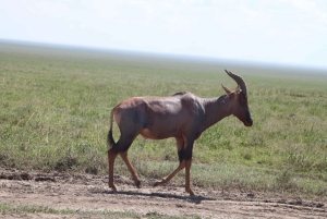 4-dagers safari i Tarangire, Serengeti og Ngorongoro
