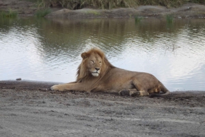 4-dagers safari i Tarangire, Serengeti og Ngorongoro