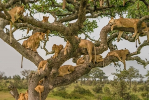 4 DAYS, 3 NIGHTS TANZANIA BUDGET CAMPING SAFARI TO SERENGETI