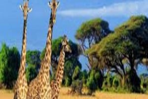 Safari de Aventura de 4 Días Tarangire, Serengeti y Ngorongoro