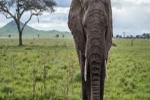 Safari de Aventura de 4 Días Tarangire, Serengeti y Ngorongoro