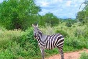 Safari de Aventura de 4 Días Tarangire, Serengeti y Ngorongoro