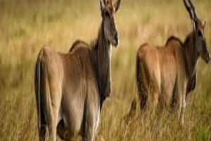 Safari de Aventura de 4 Días Tarangire, Serengeti y Ngorongoro