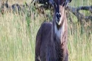 Safari de Aventura de 4 Días Tarangire, Serengeti y Ngorongoro