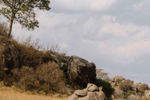 Arusha: 4 dagars safari i Tarangire, Serengeti & Ngorongoro