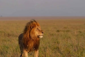 Arusha: 4 dagars safari i Tarangire, Serengeti & Ngorongoro