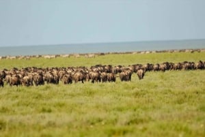 Arusha: 4 dagars safari i Tarangire, Serengeti & Ngorongoro