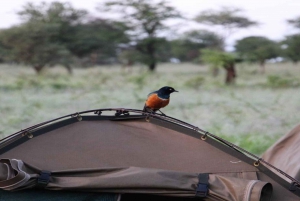 4 days joint camp safari :Serengeti, Ngoro Ngoro & Tarangire