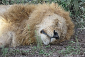 4 päivää Kenia Nairobista Mombasaan safari