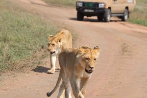 Safaris de luxe de 4 jours