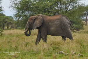 Safari di 4 giorni nel Serengeti