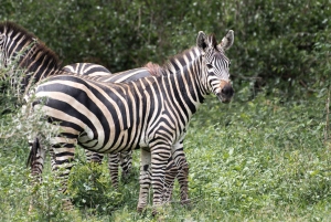 4 Days Private Luxury Safari to Serengeti and Ngorongoro