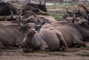 4 Days Private Luxury Safari to Serengeti and Ngorongoro