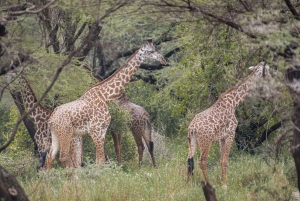 4 Days Private Luxury Safari to Serengeti and Ngorongoro