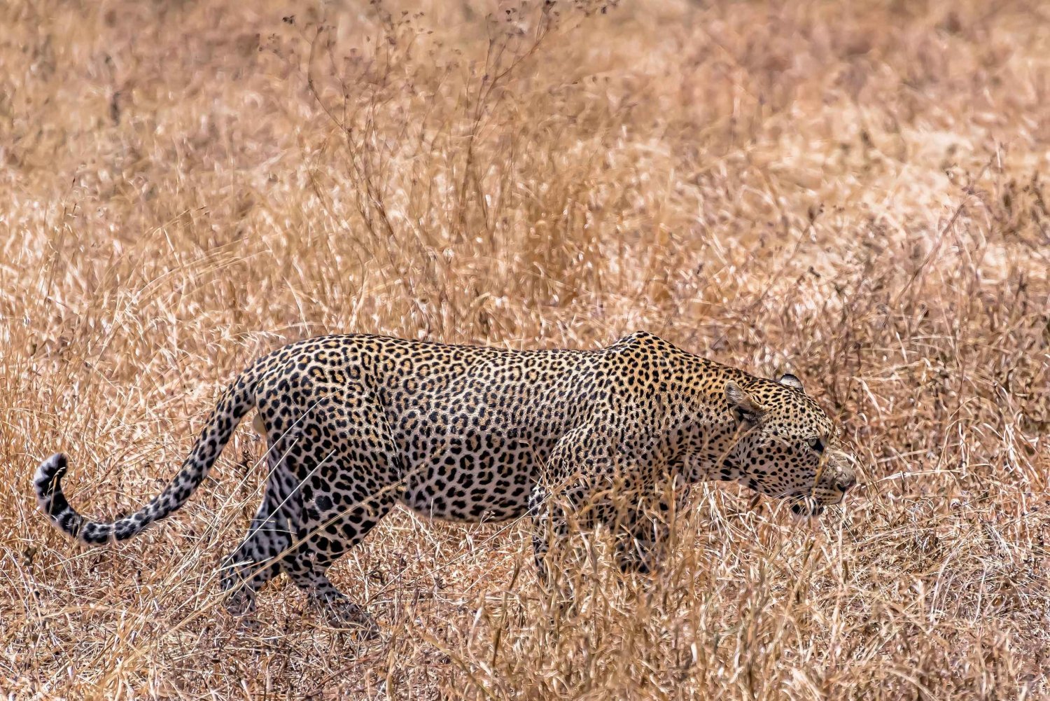Safari privado de 4 dias a Tarangire e Serengeti