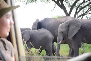 4 päivän safari Kilimanjaron vaellus, Serengeti & Ngorongoro