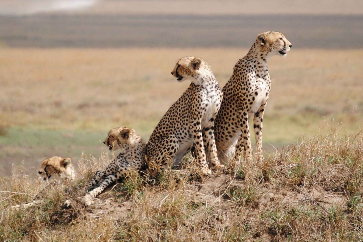 4 giorni di safari di gruppo Tarangire, Ngorongoro e Serengeti