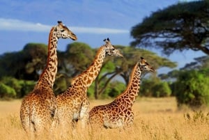 4 dager med gruppesafari i Tarangire, Ngorongoro og Serengeti