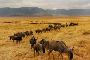 4 Dagar Tarangire, Ngorongoro, Serengeti Gruppsammanslagning Safari