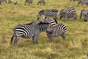 Arusha: 4 dagars safari i Tarangire, Serengeti & Ngorongoro