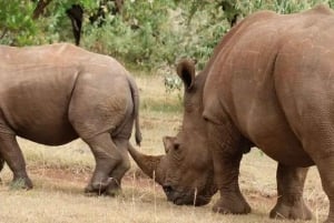 Arusha: 4 dagars safari i Tarangire, Serengeti & Ngorongoro