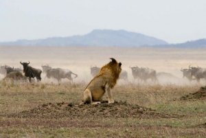 4 dages gruppesafari i Serengeti, Ngorongoro og Tarangire