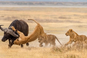 4 Tage Serengeti, Ngorongoro & Tarangire Gruppen-Safari