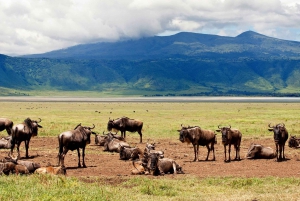 4 dagers gruppesafari i Serengeti, Ngorongoro og Tarangire
