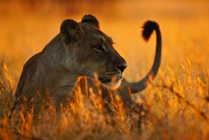 Safári em grupo de 4 dias no Serengeti, Ngorongoro e Tarangire