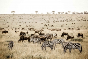 4 dagers gruppesafari i Serengeti, Ngorongoro og Tarangire