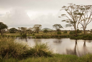 4-dniowe safari w Serengeti, Ngorongoro i Tarangire