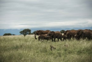 4 giorni di safari in campeggio in Tanzania