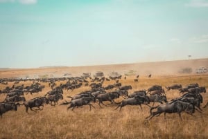 4 dni safari na kempingu w Tanzanii