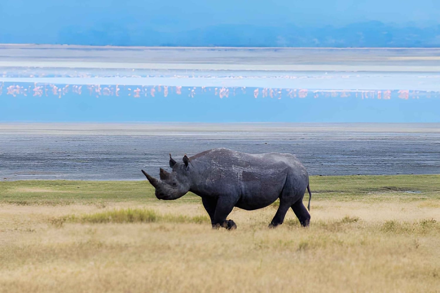 Séjour safari de 4 jours en Tanzanie à Noël et au Nouvel An